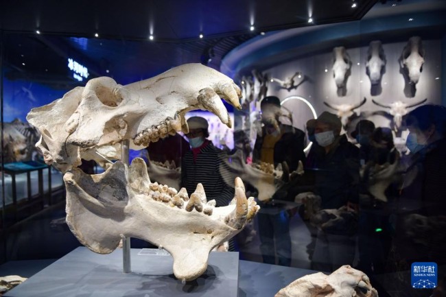 游客在澄江化石地世界自然遗产博物馆参观（10月14日摄）。新华社记者 陈欣波 摄