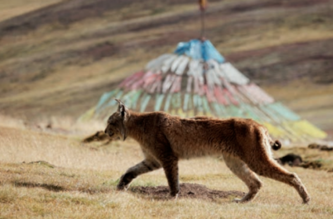 三江源图鉴：人的诗和远方 雪豹藏羚羊们的栖息地