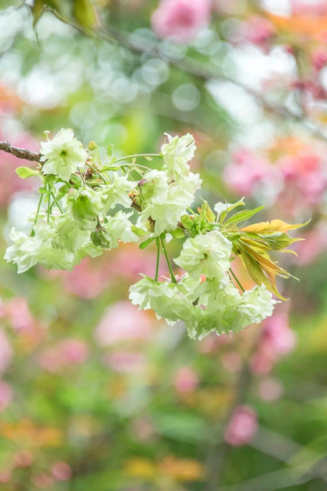 绿色的樱花，非常罕见。摄影/，图/图虫创意