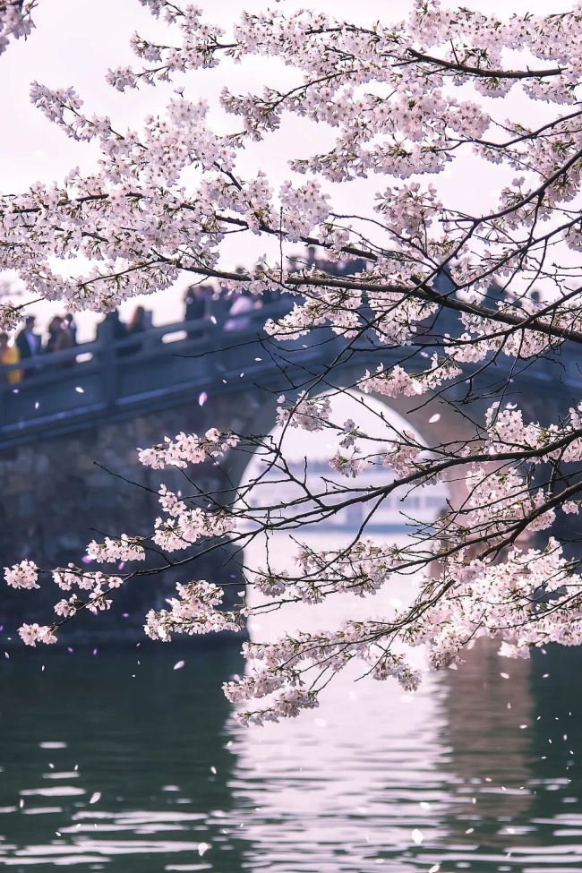 粉色樱花的花瓣雨，从桥头飘落在湖面上。图/视觉中国