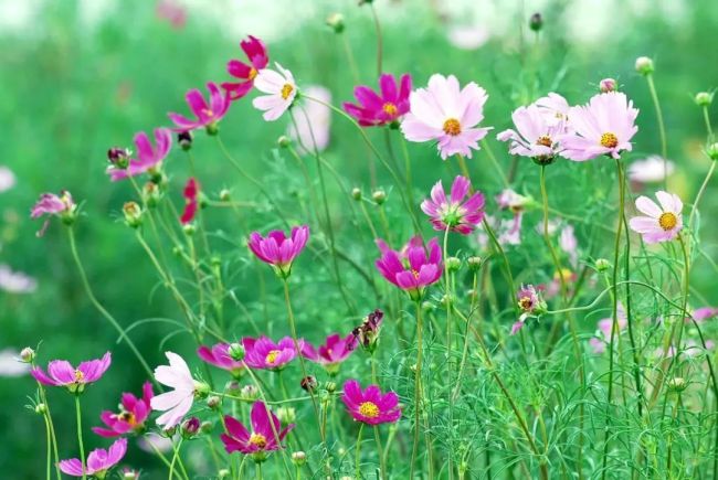 汪曾祺笔下的14种花：风和日暖，人在花中