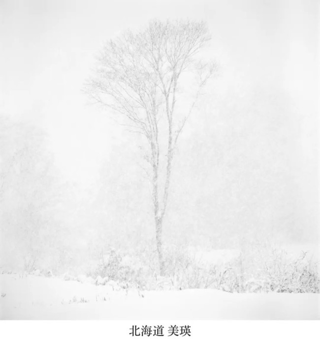 《北京的樱花 北海道的雪》