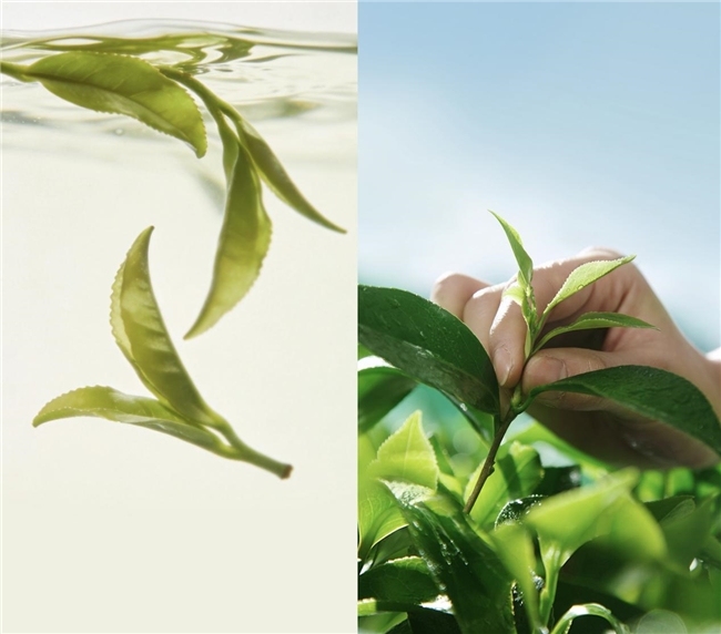 小罐茶敢保真早春绿茶，致敬每一位不被定义的她