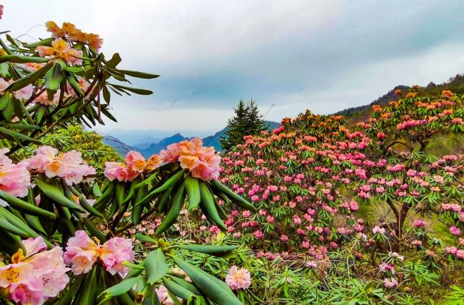 2026木王山杜鹃花季新闻发布会在西安举办