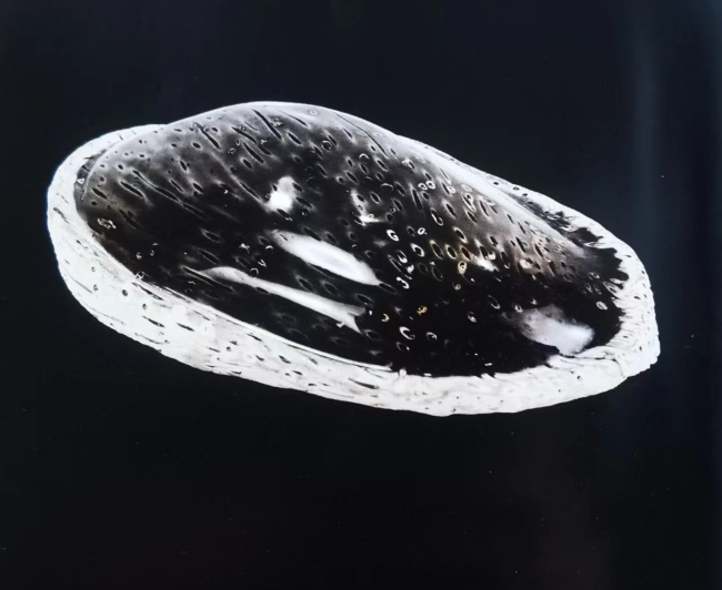 天窑亿载，瓷祖天成 —— 古椰子树火山瓷（树化瓷）