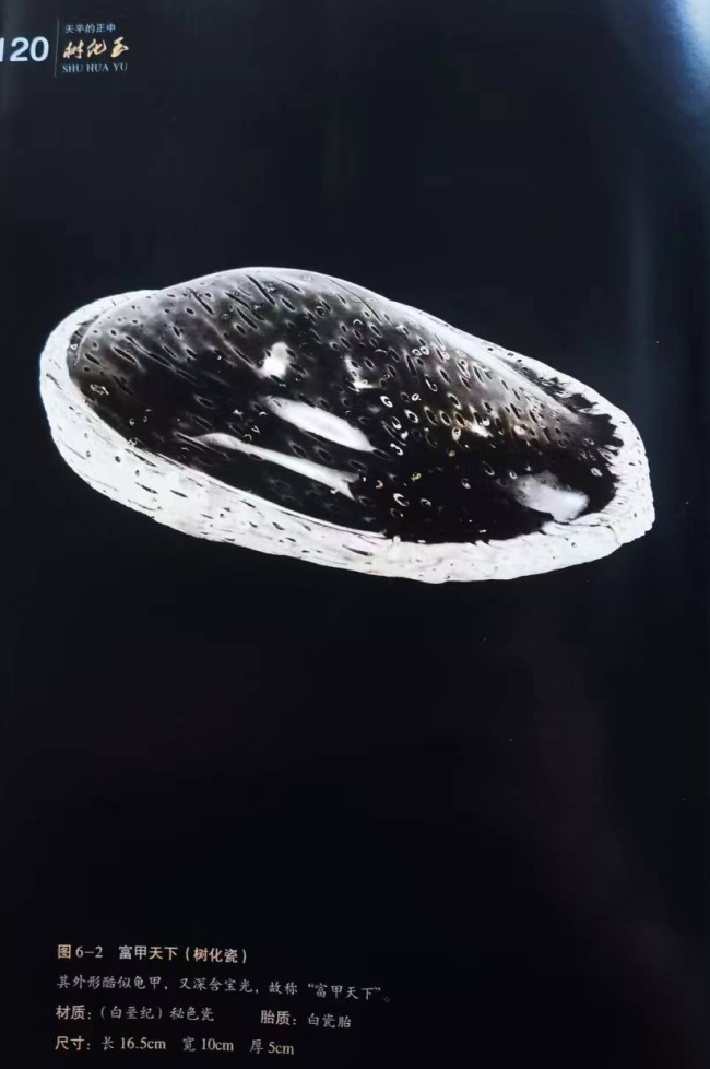 【中华名石典藏】揭秘树化玉中的“钻石”——树化火山晶体宝石(天然玻璃质体) 全面科普
