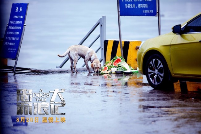 中国版忠犬八公 电影《忠犬流浪记》定档8月20日