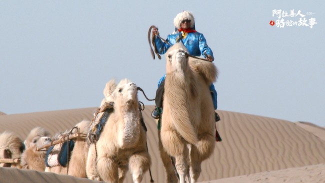 纪录片《阿拉善人与骆驼的故事》今日上线
