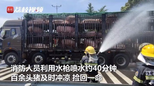 惊悚又好笑！两车生猪途经江苏差点热熟了