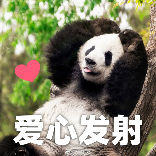 我的宝宝！大熊猫萌兰8岁生日快乐！