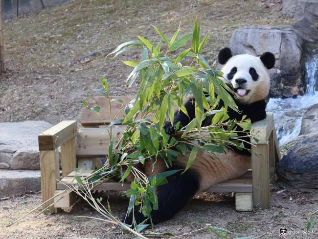 英雄母亲！爱宝诞下双胞胎