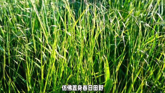 鹿晗新歌《吹吹风》热度一齐狂飙