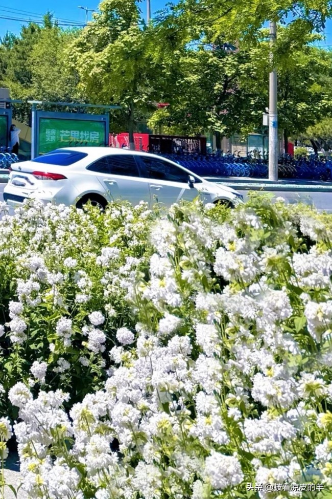 网友：沈阳地铁直达的肥皂花开了