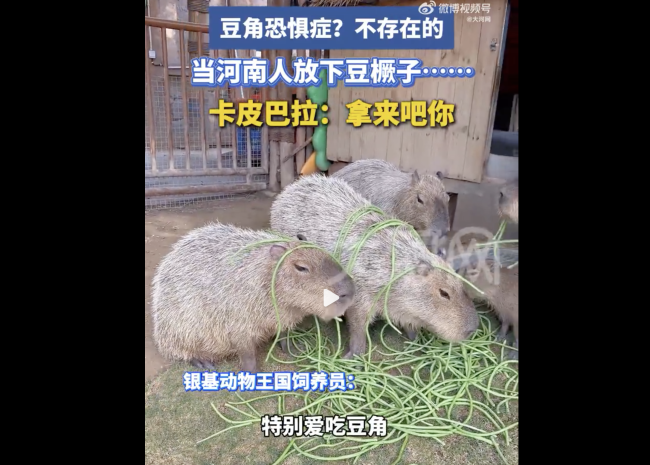 飼養(yǎng)員一天喂卡皮巴拉800根豆角 動物園的“越獄大師”