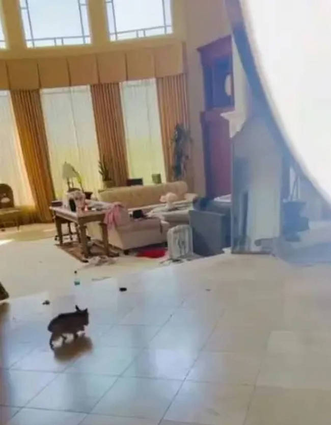 布兰妮被曝精神状态堪忧 家里都是狗大便