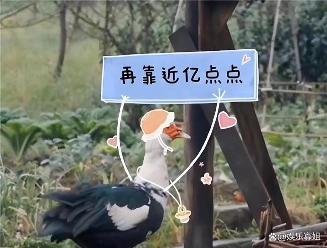 向往的生活彩灯去世 告别蘑菇屋哲学家