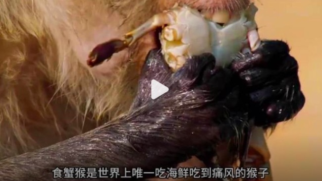 吃海鲜吃到痛风的山公也为东说念主类健康敲响了警钟