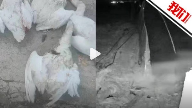 鹅被追百多米多只禽畜凌晨遭袭