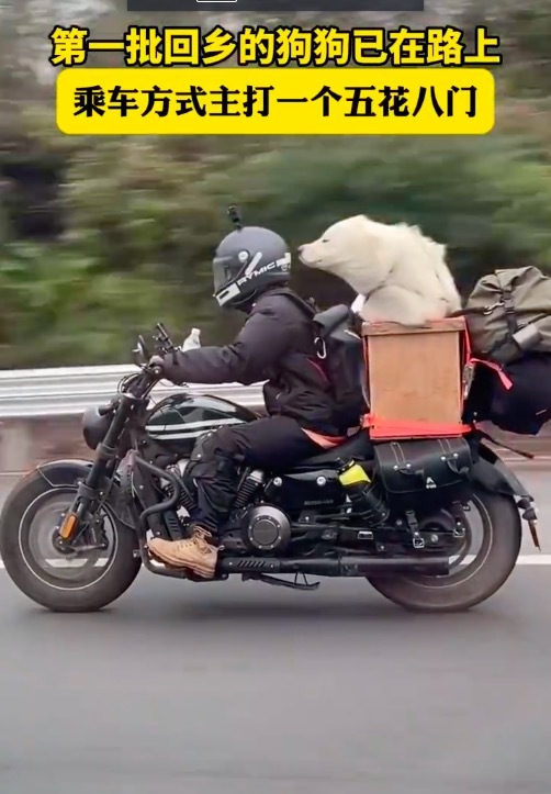 第一批返乡狗狗已在路上