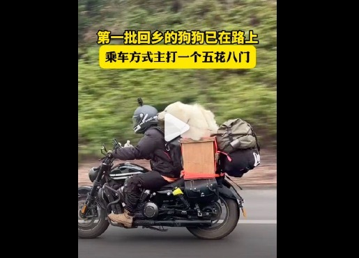 带狗狗回家过年造型琳琅满目 