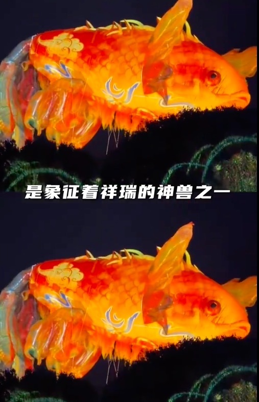 绝美福鱼升空的每一帧都封神