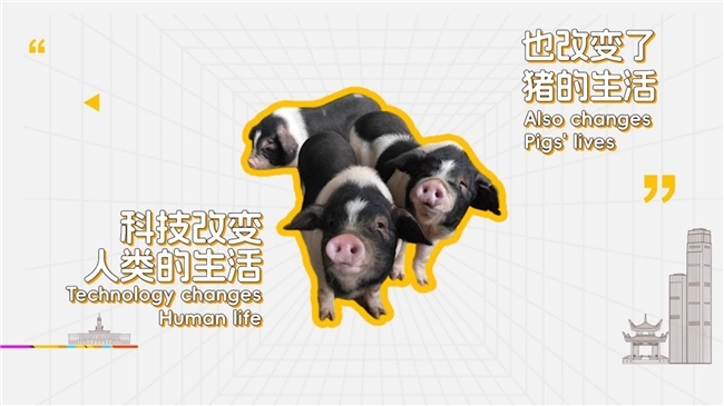 流沙河花猪过得有多“潮”？外国友人《在长沙，都实现》第二季亲测解锁