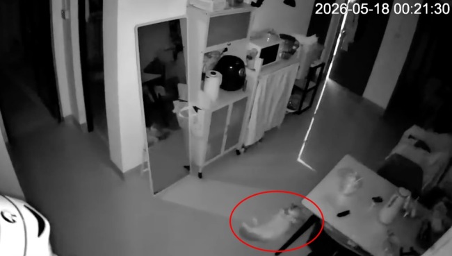 猫咪第一次遇到地震的反应