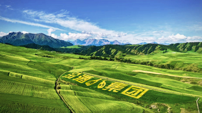“汾酒第一车间”锚定新疆奇台:深入大麦之乡，“粮心”与种业双向奔赴!