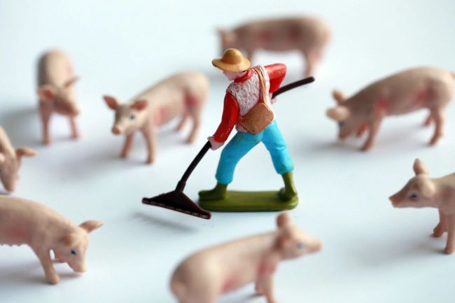 猪市“冰与火”:猪企卖得多了、赚得少了