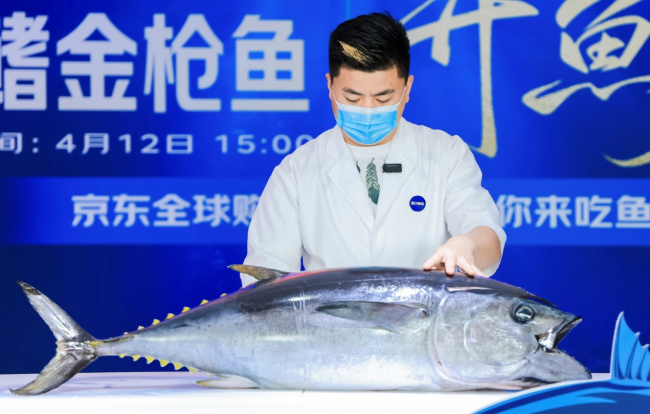澳洲蓝鳍金枪鱼上架京东全球购，从捕捞到上桌最快48小时