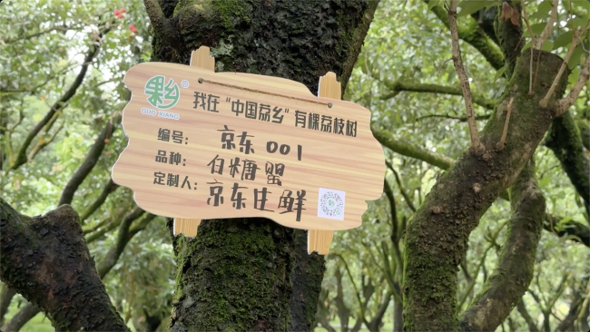 京东与贡园定制包销的荔枝树