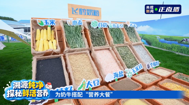 (飞鹤为奶牛精心搭配粗饲料、优质蛋白、微量元素等营养大餐)