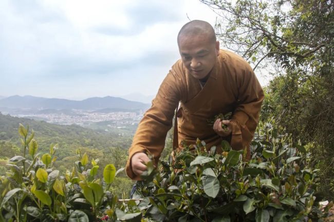 雪峰禪茶,植於林樹蔥鬱,山泉潺潺的楊梅山深處,聚日月之精華,汲天地之