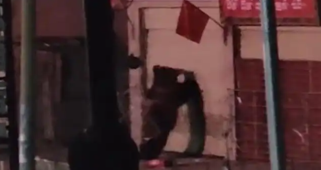 刷视频刷到饭店被两只黑熊破门闯入!店主懵了