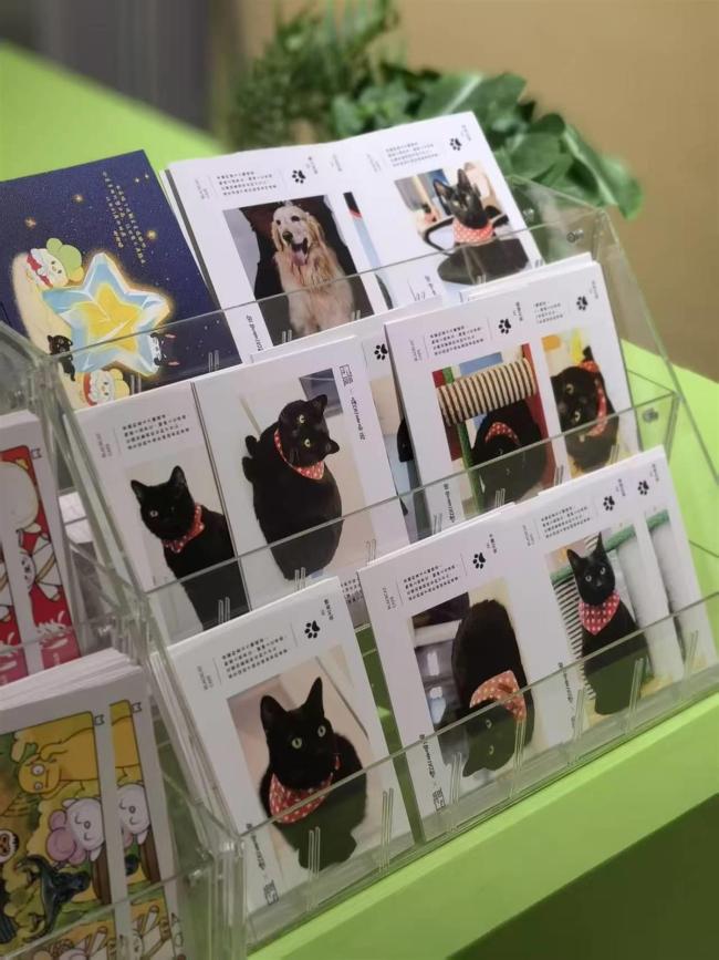 蒜鸟+动物保护，“带我回家”快闪店亮相江城