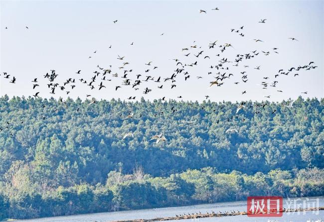 守护天鹅栖息地，“行走中国公益俱乐部”为武穴一秀农场注入生态保护新动能