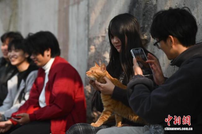 为流浪猫筑“港湾” 重庆一猫猫主题乐园走红