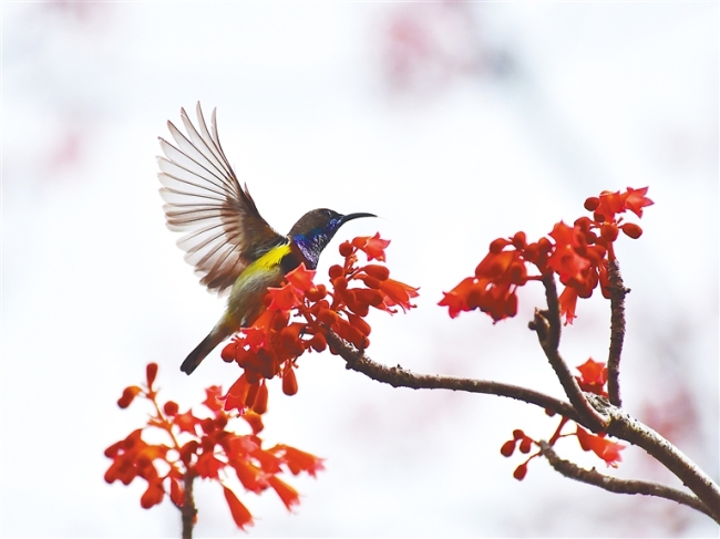 近日，三亚亚龙湾热带天堂森林旅游区，鸟儿跃上花枝。