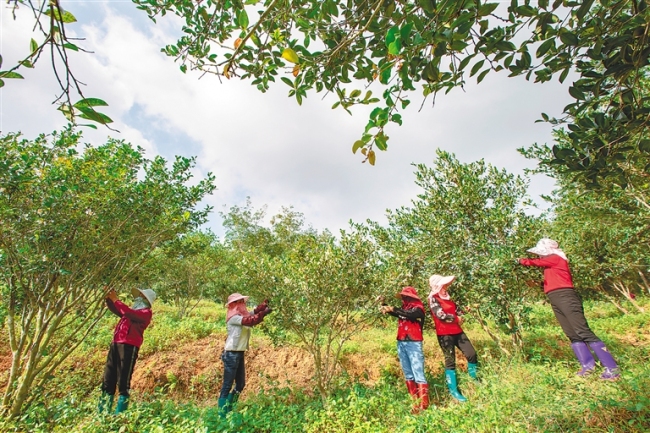 琼海市万泉镇的一处油茶种植基地，工人在采摘油茶果。海南日报记者 袁琛 摄