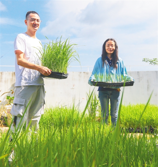 近日，崖州湾种子实验室科研人员在选育培养的水稻植株。