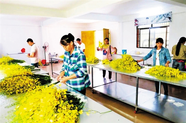 白沙打安镇打安村村民正在包装兰花。