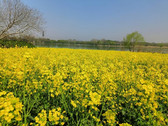 武汉东湖现梦幻油菜花海，周末成热门打卡地