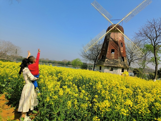 武汉东湖现梦幻梯田油菜花海，周末成热门打卡地