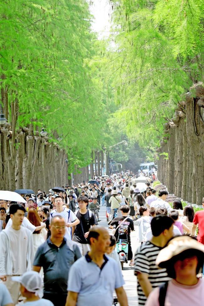在凌波门静待日出 在楚风园登船夜游 五一东湖客流指数位列全国第二