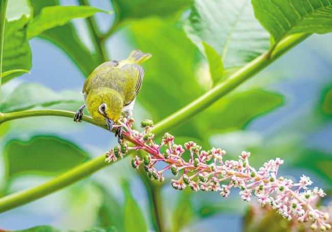 南河保护区在襄阳率先跻身“国字号”生物圈  33次登央视 展示鄂西北秘境趣与美