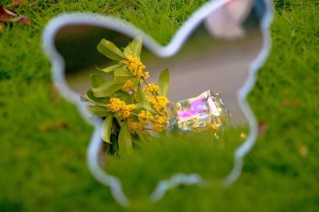 秋日彩蛋！外经贸学院校园桂花二次绽放引师生追捧