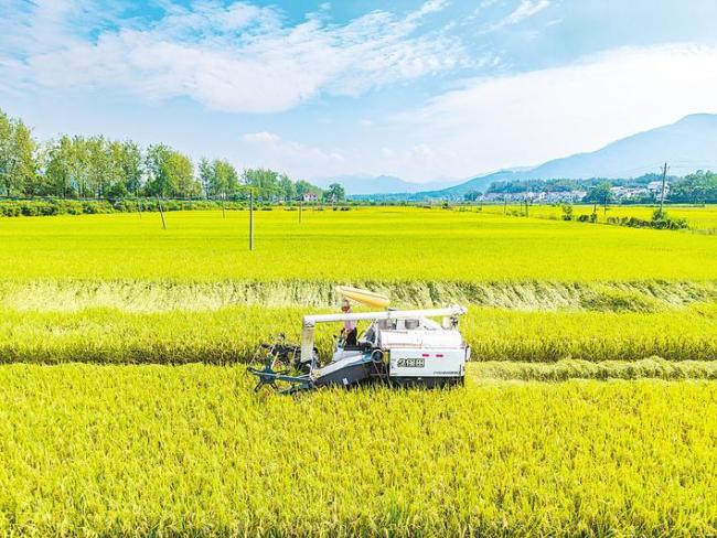 风雨过后见“丰”景 走近大户看收成
