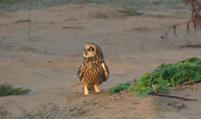 4只国家二级保护动物短耳鸮现身天兴洲
