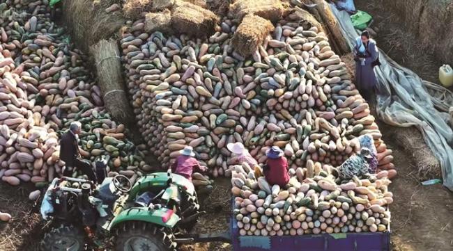 从前土地闲置愁出路，如今板上发电、板下生“金”  荆门蔡院村“农光互补”绘就新图景