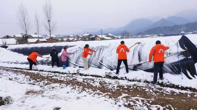 风雪无阻，平安守护——平安产险湖北分公司全力应对羊肚菌雪灾助农复产